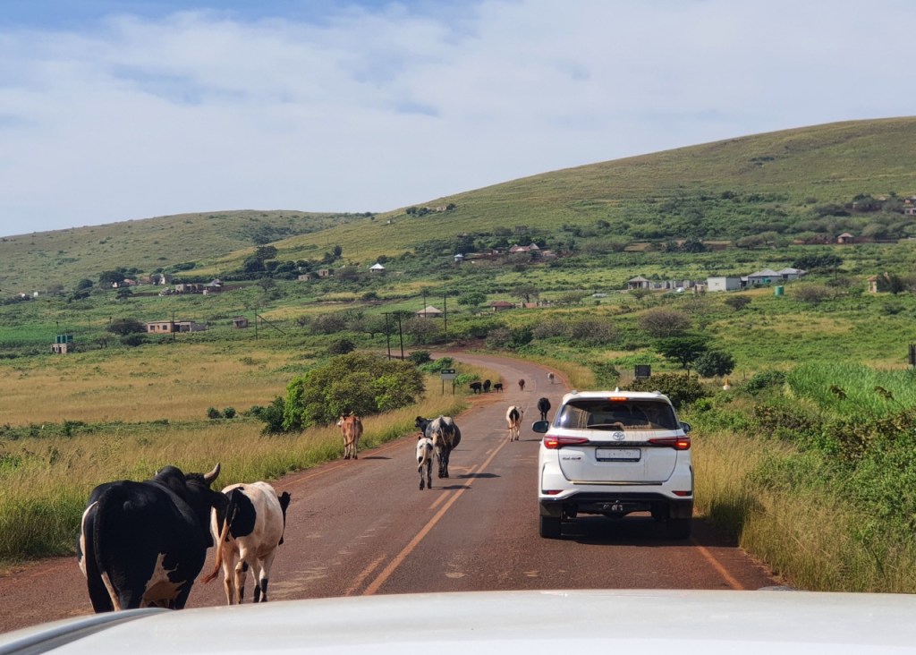 Ein Blick auf die Landstraße außerhalb des Parks, die kleinen Häuseransammlungen am Rand und die Kühe auf der Straße machen den Flair aus (© Cornelia Hebrank, 2024)