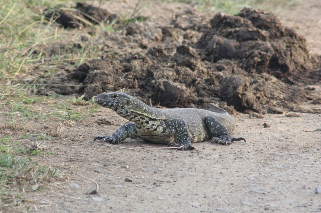 Ein Nilwaran krabbelt auf dem Weg herum (© Sebastian Sperling, 2024)