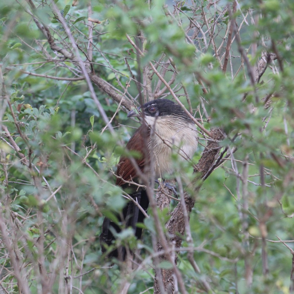 Ein Spornkuckuck im Gebüsch (© Sebastian Sperling, 2024)