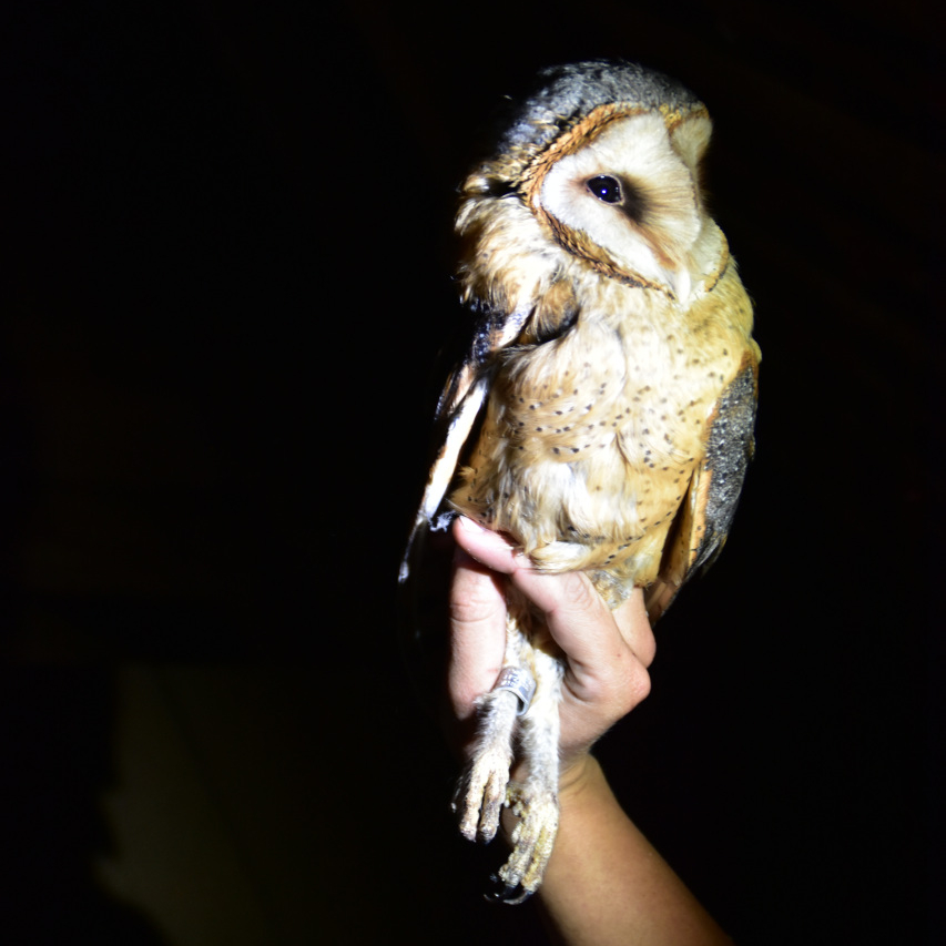 Natur in Nürnberg: Nistkasten-Check bei&nbsp;Schleiereulen