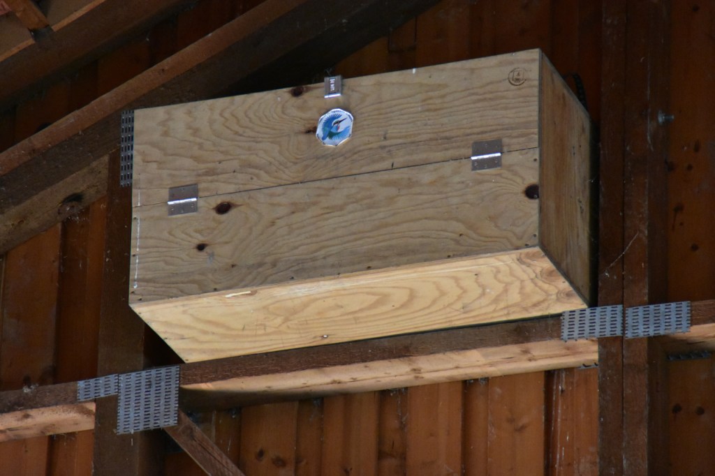 Ein Nistkasten an einer Scheunenwand (© Cornelia Hebrank, 2024)