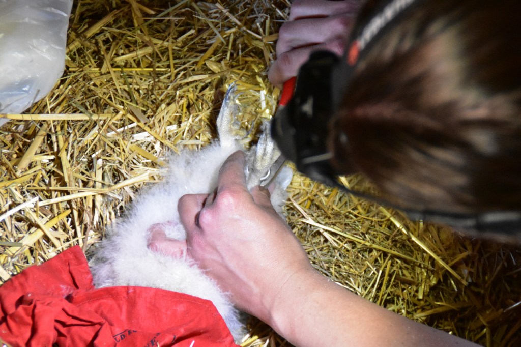 Der Prozess der Beringung an einer jungen Schleiereule (© Cornelia Hebrank, 2024)