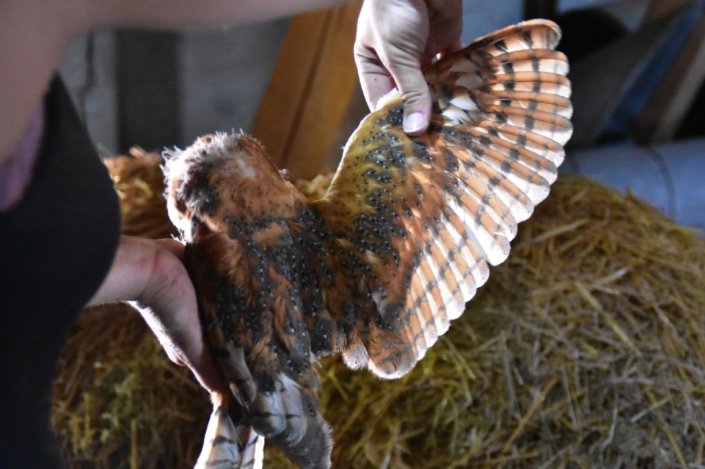 Blick auf den ausgebreiteten Flügel einer jungen Schleiereule (© Cornelia Hebrank, 2024)