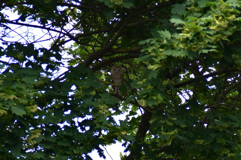 Erwachsene Schleiereule sitzt im Baum (© Cornelia Hebrank, 2024)