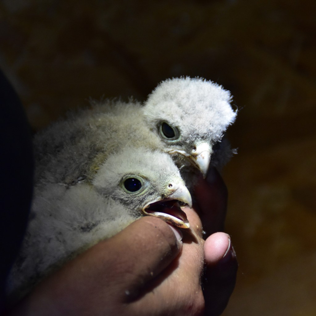 Zwei Turmfalkenküken werden gehalten (© Cornelia Hebrank, 2024)