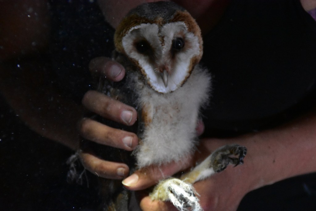 Eine erwachsene Schleiereule auf der Hand (© Cornelia Hebrank, 2024)