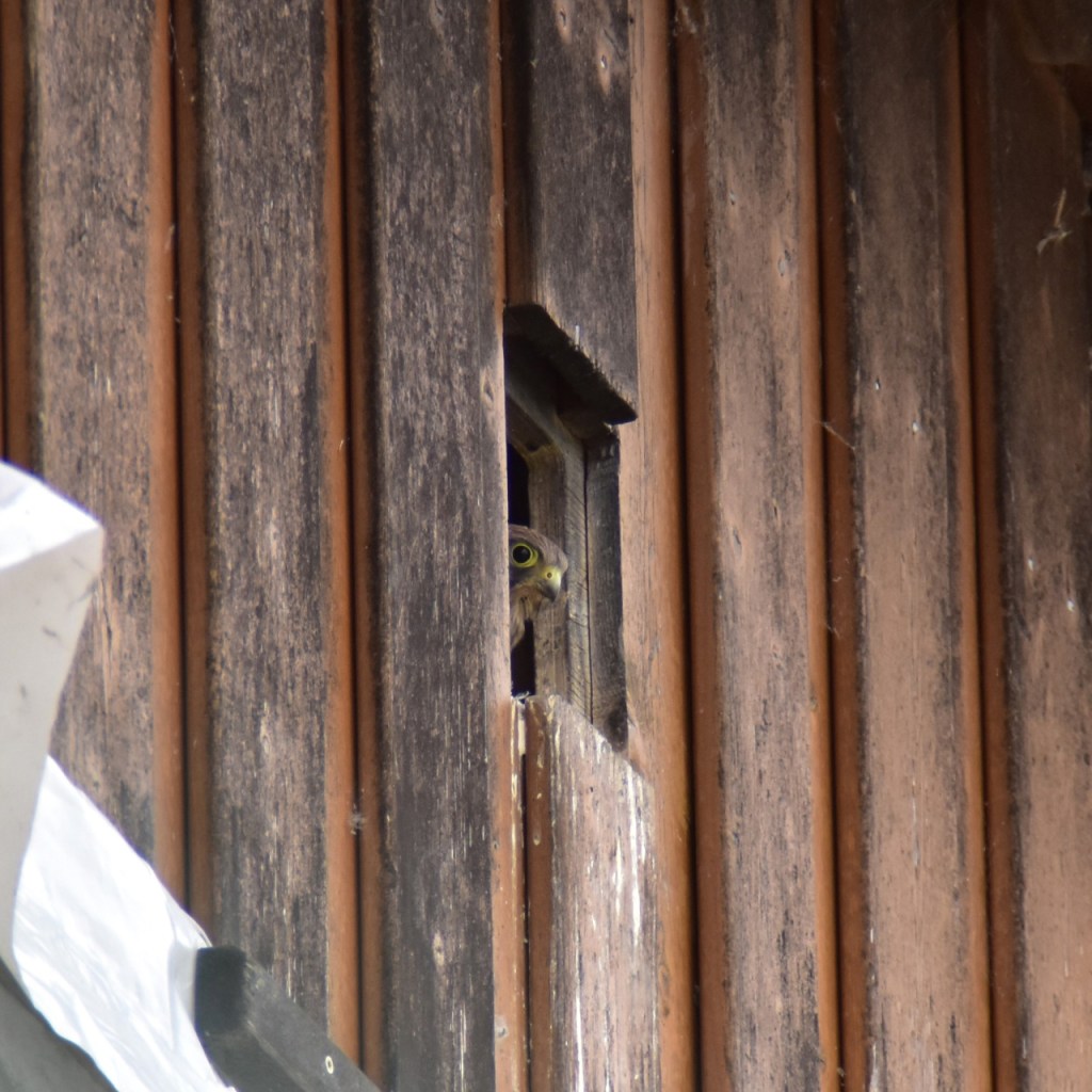 Ein Turmfalke schaut aus dem Einflugsloch eines Kastens (© Cornelia Hebrank, 2024)