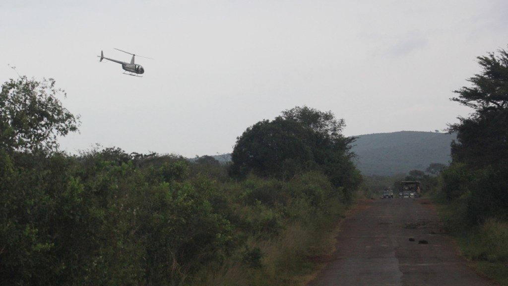 Anflug des kleinen Helikopters beim Treiben des Nashorns, das restliche Team wartet in Jeeps auf der Straße (© Sebastian Sperling, 2024)