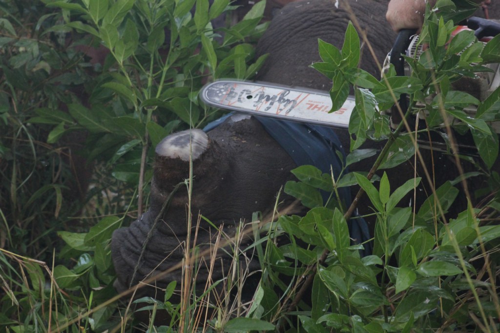 Nashorn beim letzten Schritt der Enthornung (© Sebastian Sperling, 2024)