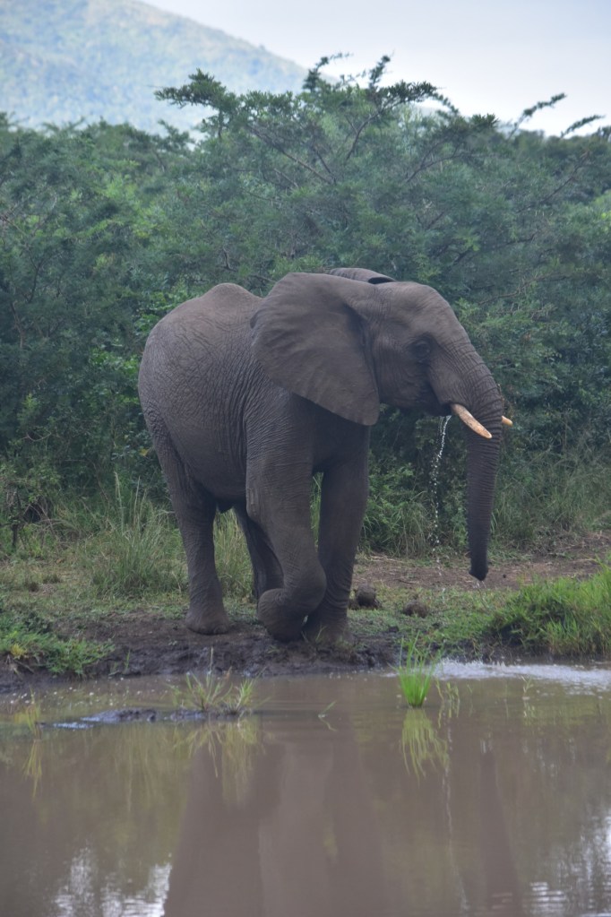 Elefant mit aus dem Mund tropfenden Wasser (© Cornelia Hebrank, 2024)