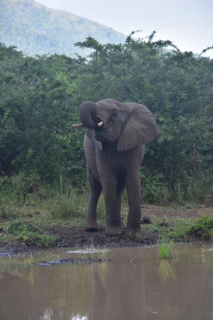 Elefant beim Trinken (© Cornelia Hebrank, 2024)