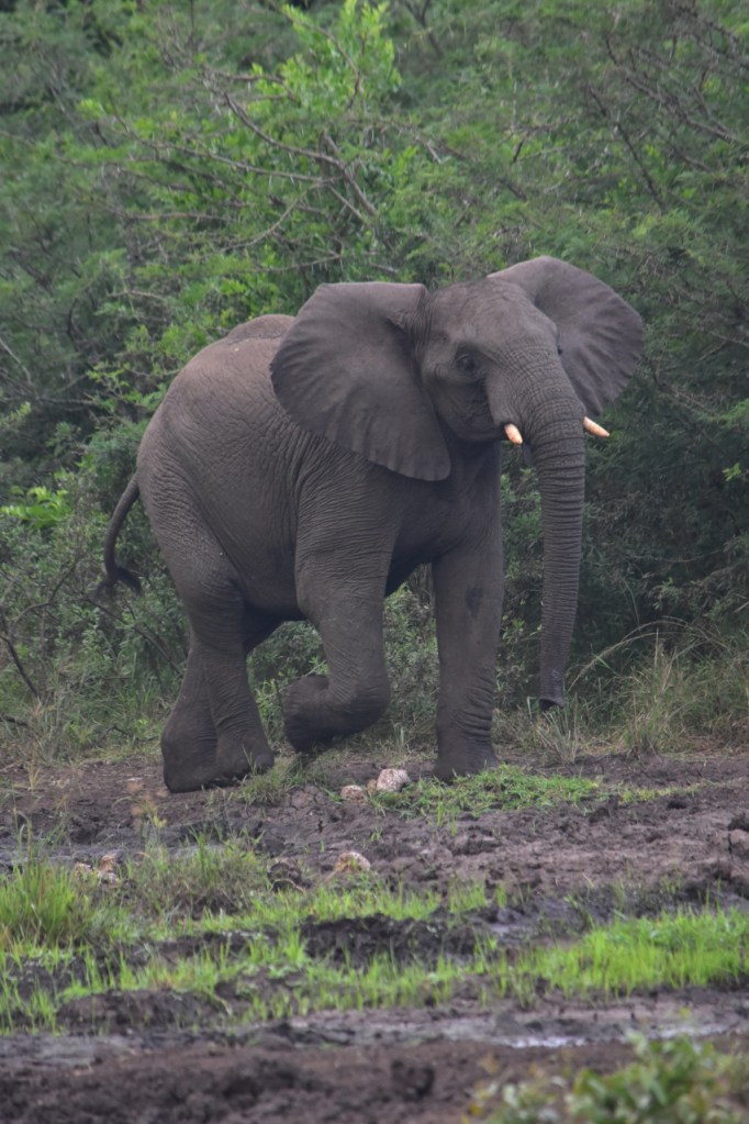 Elefant läuft vom Wasserloch weg (© Cornelia Hebrank, 2024)
