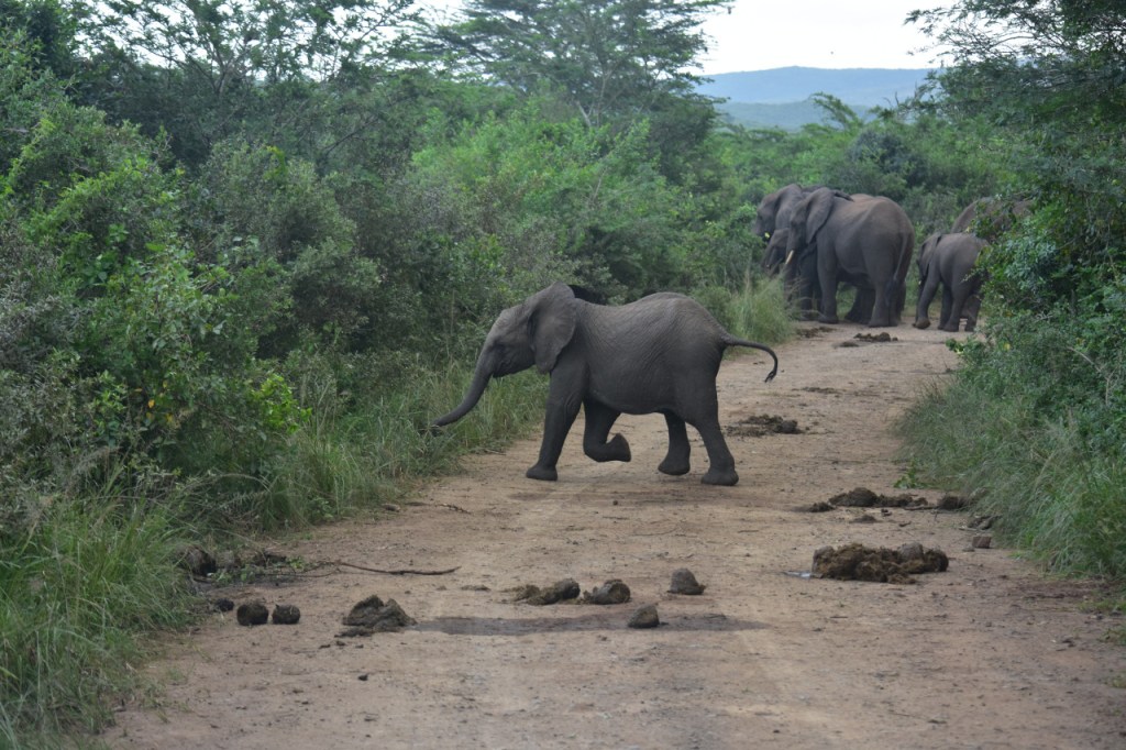 Afrika-Abenteuer 2024: Tag 9 – Graue Kolosse in verschiedener&nbsp;Form