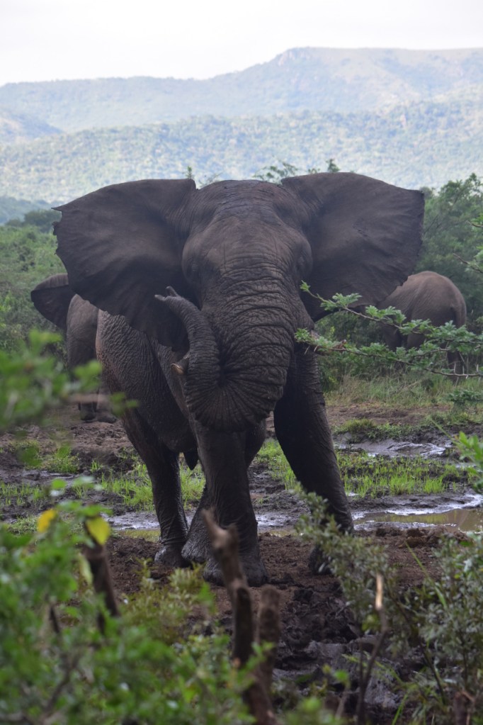 Ein ausgewachsener Elefant, der sich seinen Rüssel zum Ausruhen über den Stoßzahn gelegt hat (© Cornelia Hebrank, 2024)