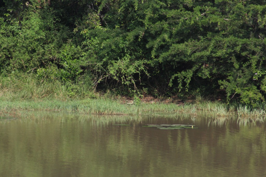 Ein Krokodil liegt in der Ferne am Wasserrand (© Sebastian Sperling, 2024)