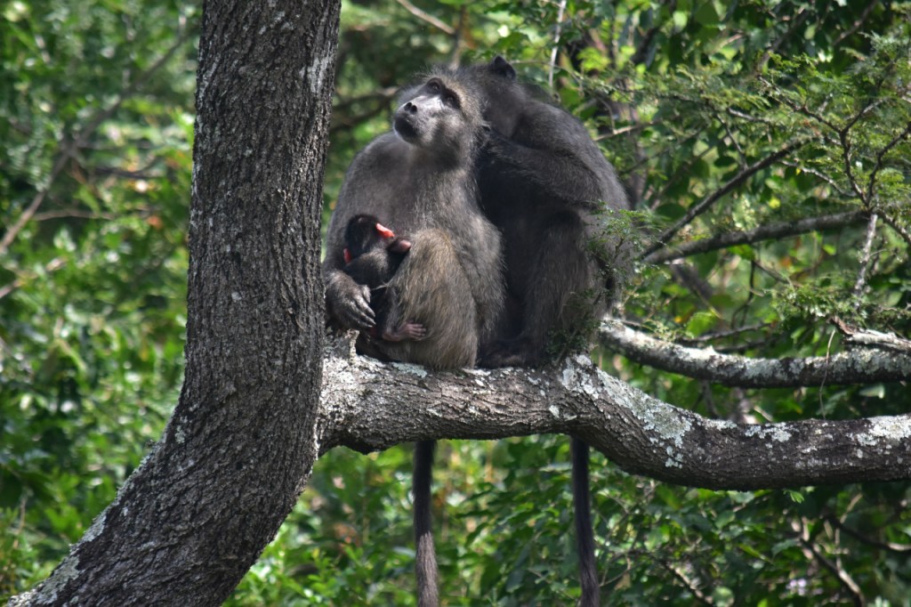 Pavian-Mutter mit Baby lässt sich von einem anderen Pavian lausen (© Cornelia Hebrank, 2024)