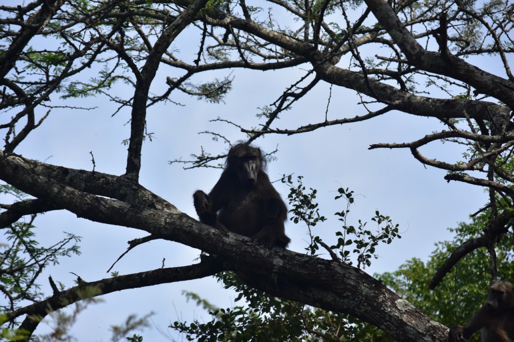 Pavian-Männchen sitzt auf einem Ast und schaut herunter (© Cornelia Hebrank, 2024)