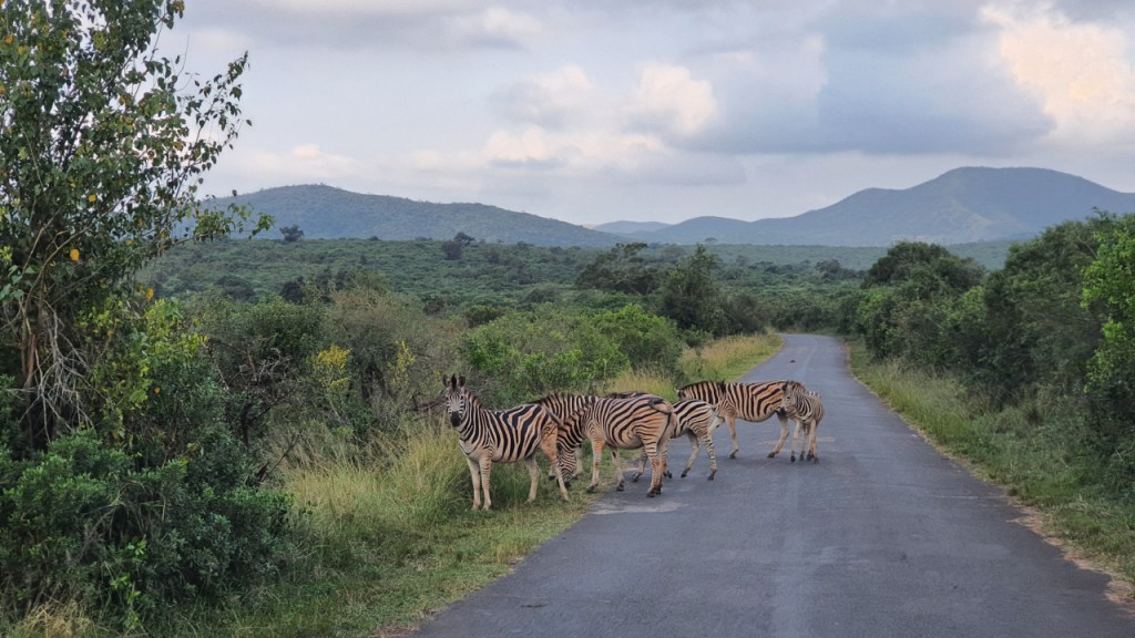 Zebraherde beim Überqueren der Straße (© Cornelia Hebrank, 2024)