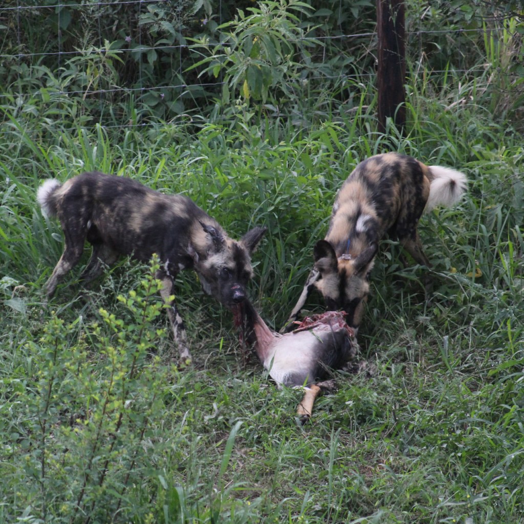 Zwei Hyänenhunde beim Fressen (© Sebastian Sperling, 2024)