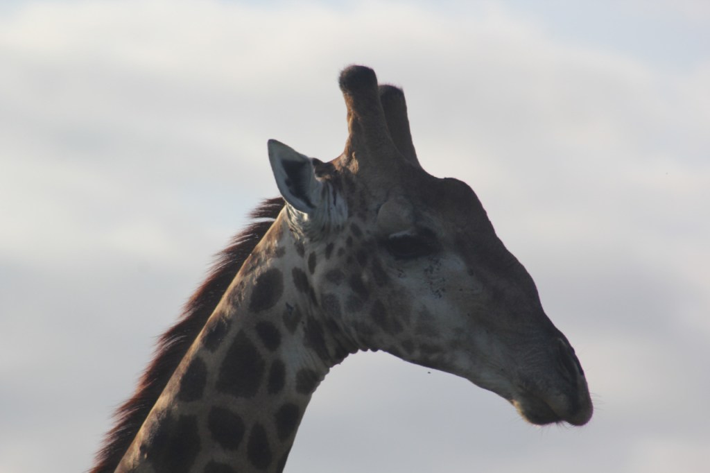 Portrait einer Giraffe (© Sebastian Sperling, 2024)