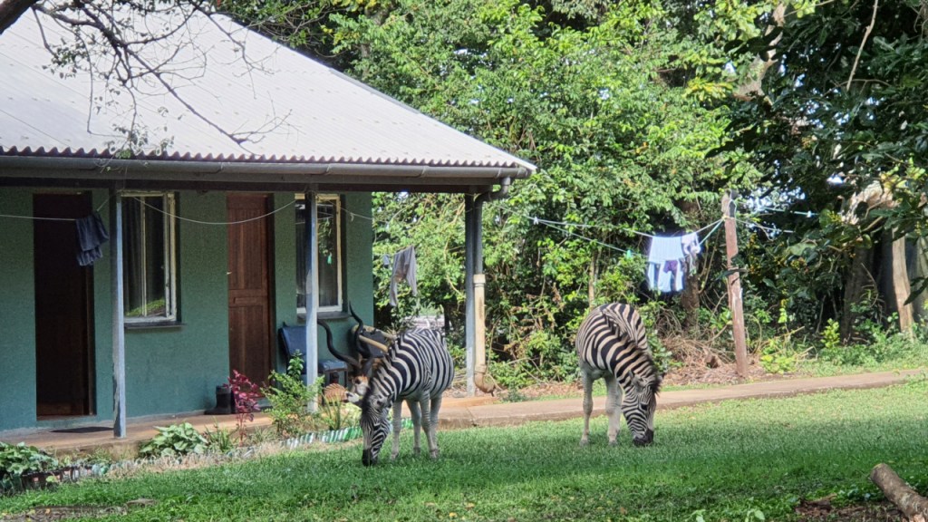 Zwei Zebras im Camp auf der Wiese vor den Gebäuden (© Cornelia Hebrank, 2024)