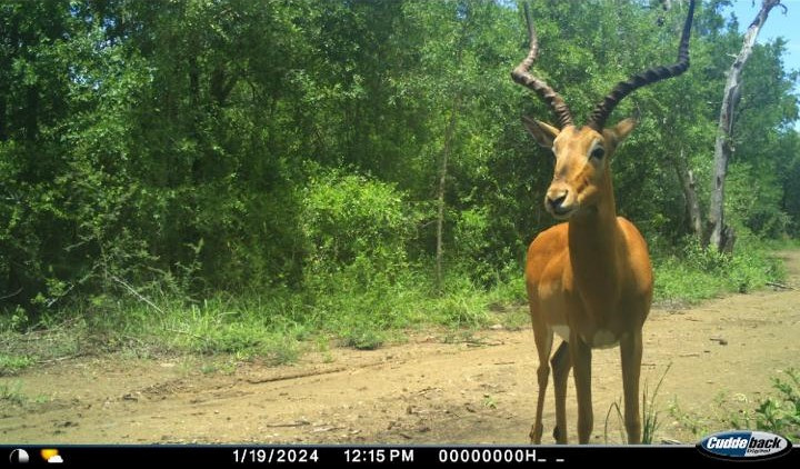 Ein Impala-Männchen steht gemütlich vor der Kamera (© Wildlife ACT, 2024)