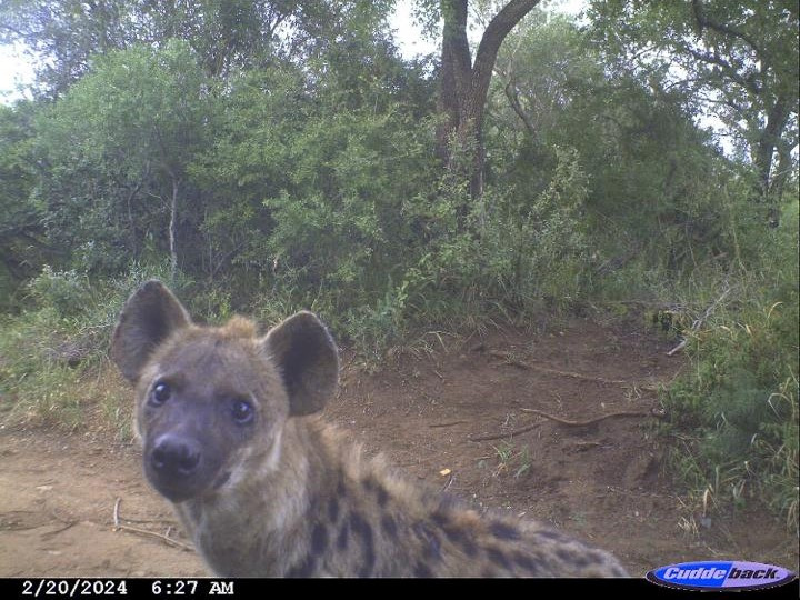 Eine Tüpfelhyäne schaut interessiert in die Kamera (© Wildlife ACT, 2024)