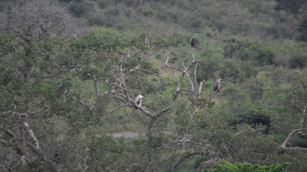 Ein Baum mit drei Weißrückengeiern (© Cornelia Hebrank, 2024)