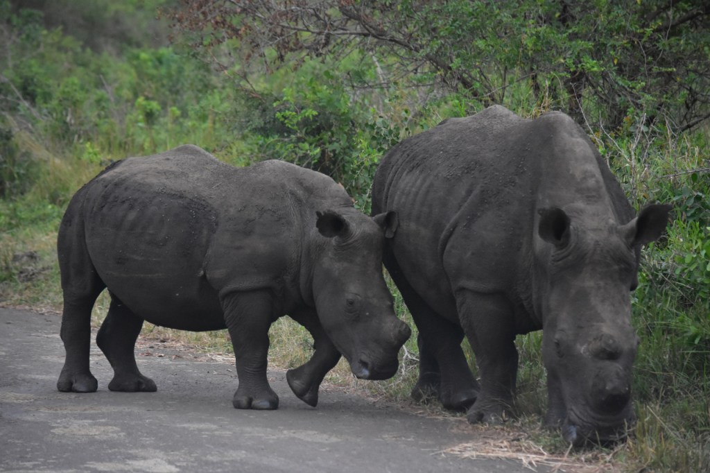 Zwei enthornte Nashörner auf der Straße (© Cornelia Hebrank, 2024)