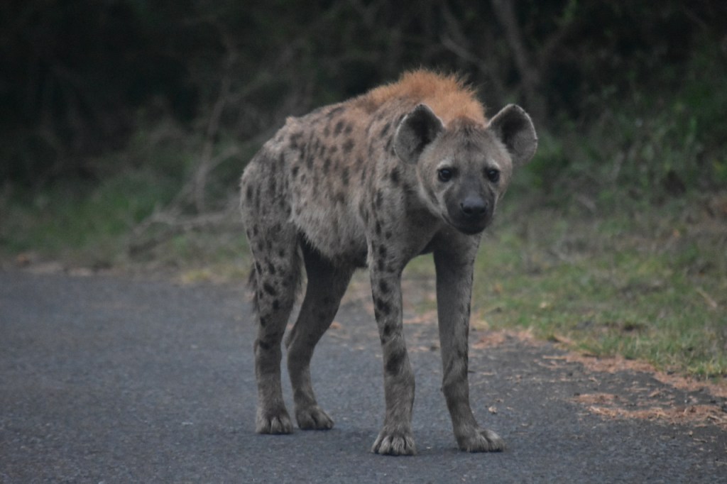 Tüpfelhyäne auf der Straße mit Blick in die Kamera (© Cornelia Hebrank, 2024)