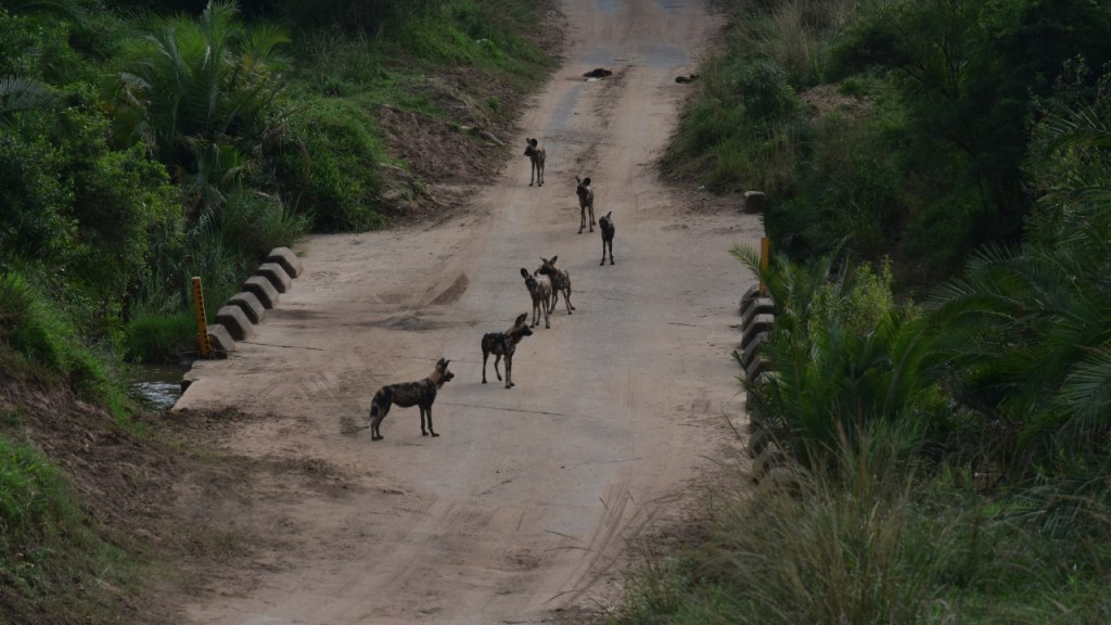 Blick von oben auf die Hyänenhunde auf der Brücke (© Cornelia Hebrank, 2024)