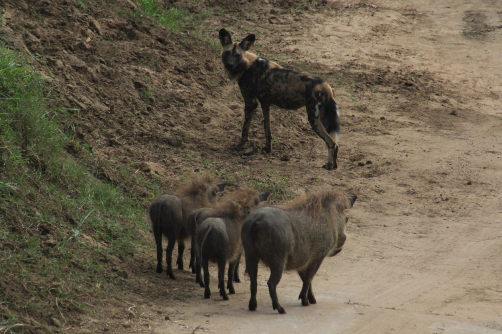 Hyänenhund steht einer Familie von Warzenschweinen gegenüber (© Sebastian Sperling, 2024)