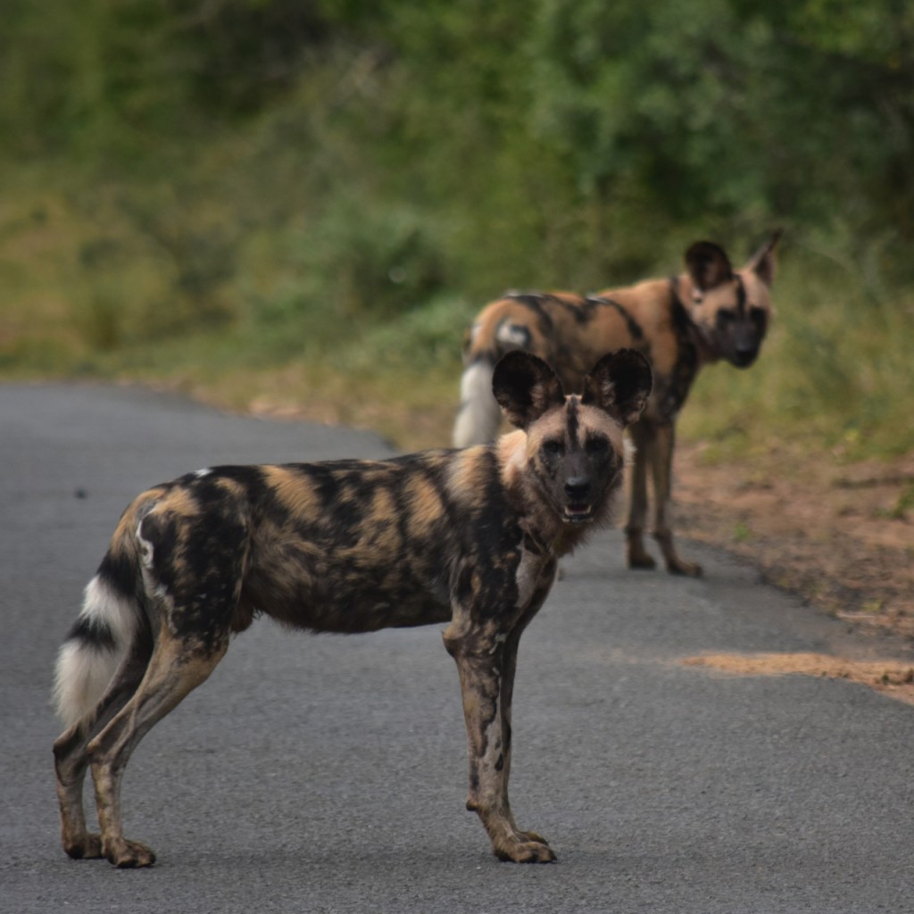 Afrika-Abenteuer 2024: Tag 11 – Das neue&nbsp;Rudel