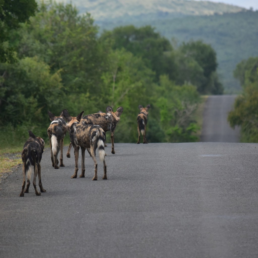 Das Hyänenhunderudel läuft von uns weg auf einer Straße entlang (© Cornelia Hebrank, 2024)