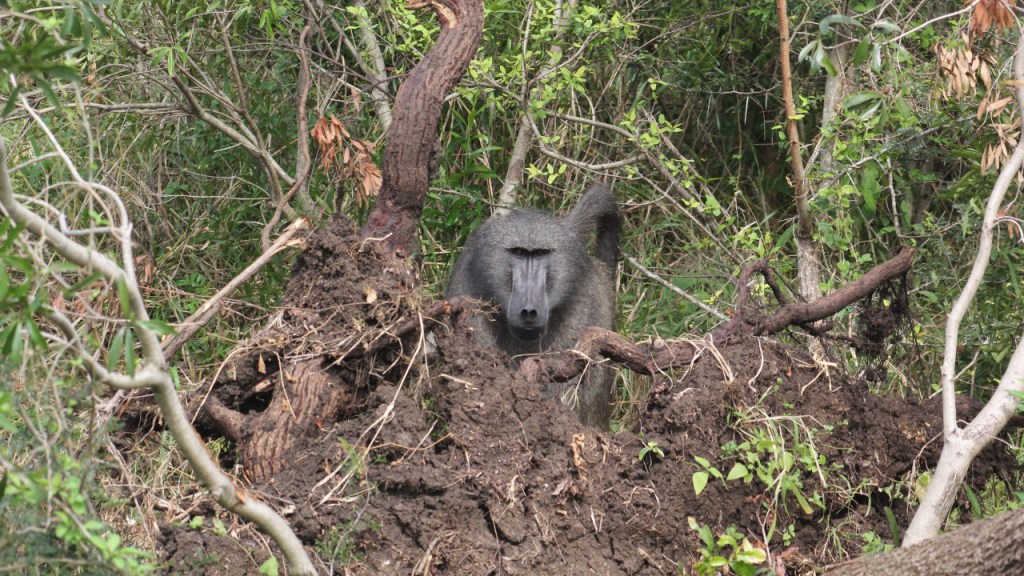 Ein Pavian schaut hinter einer großen Wurzel eines umgefallenen Baumes hervor (© Sebastian Sperling, 2024)