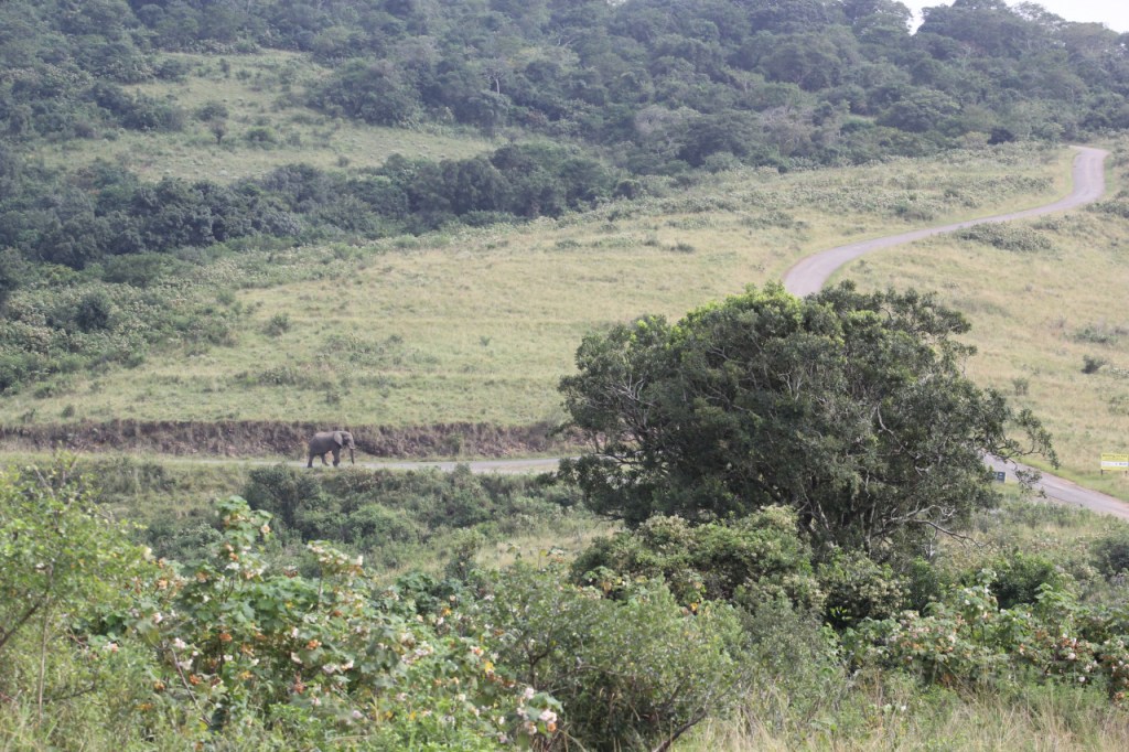 Straßenkreuzung im Nationalpark, aus der Ferne aufgenommen, mit einem einzelnen großen Elefanten, der in Richtung Abzweigung läuft (© Sebastian Sperling, 2024)