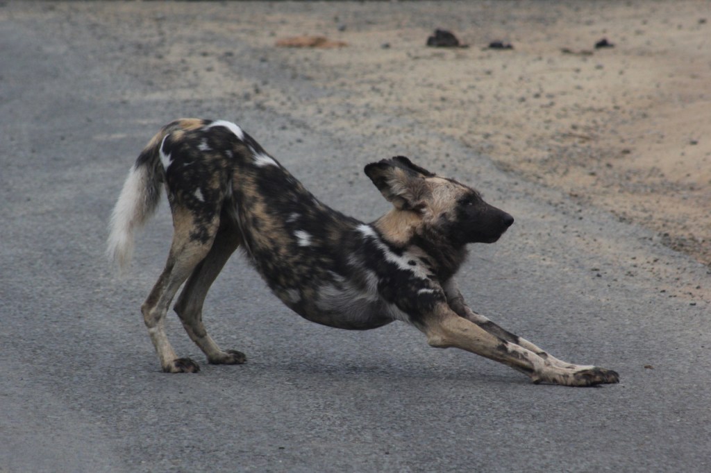 Hyänenhund streckt sich erst nach vorne (© Sebastian Sperling, 2024)