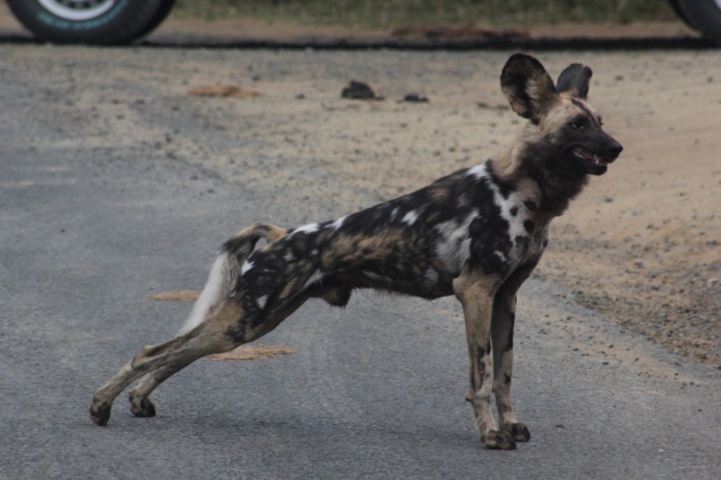 und dann streckt sich der selbe Hyänenhund nach hinten (© Sebastian Sperling, 2024)