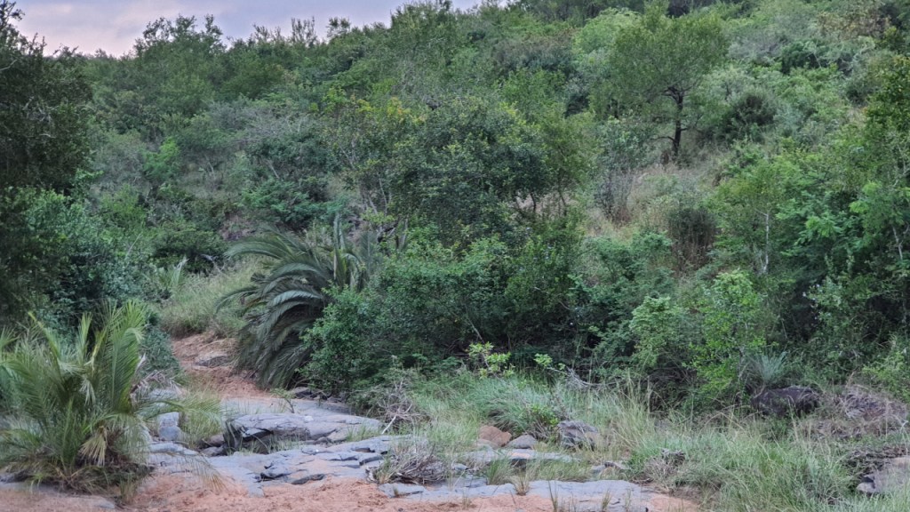 Ein Blick auf den afrikanischen Busch mit den verschieden Pflanzenarten (© Cornelia Hebrank, 2024)