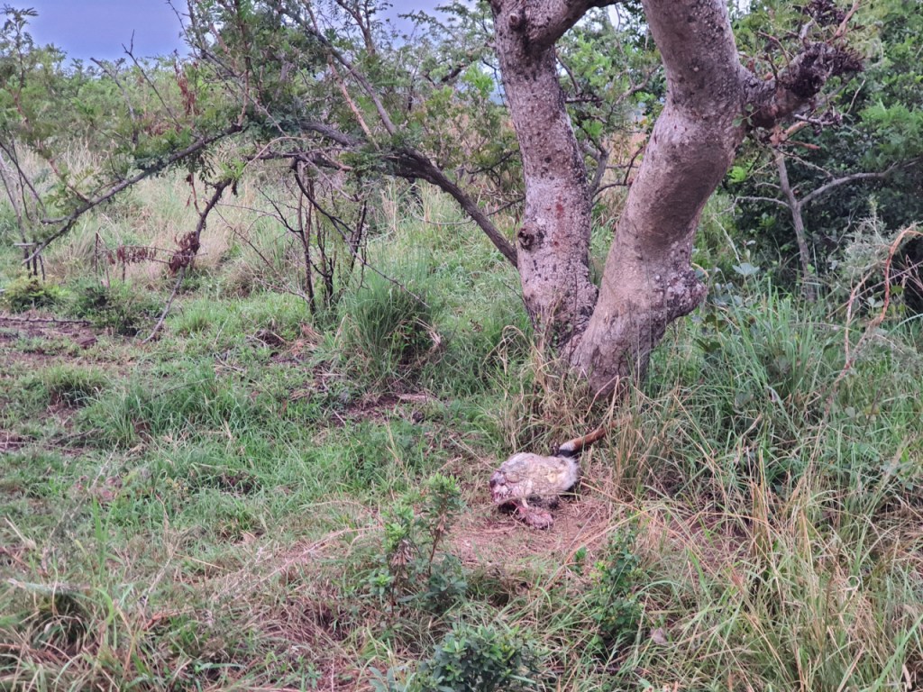 Ein Nyala-Bein ist mit einer Kette an einem Baum befestigt und liegt daneben auf dem Boden (© Cornelia Hebrank, 2024)