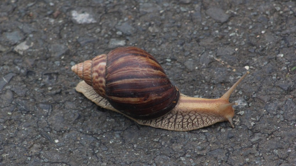 Eine Achatschnecke auf einer Straße (© Sebastian Sperling, 2024)