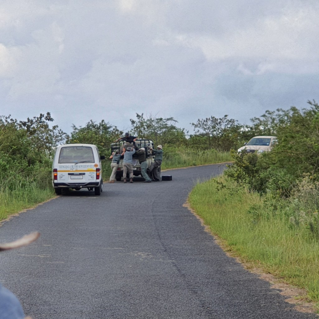 Aufnahme der Straße mit dem Jeep in der Ferne, auf der mehrere Leute gemeinsam das Nashorn umlagern (© Cornelia Hebrank, 2024)