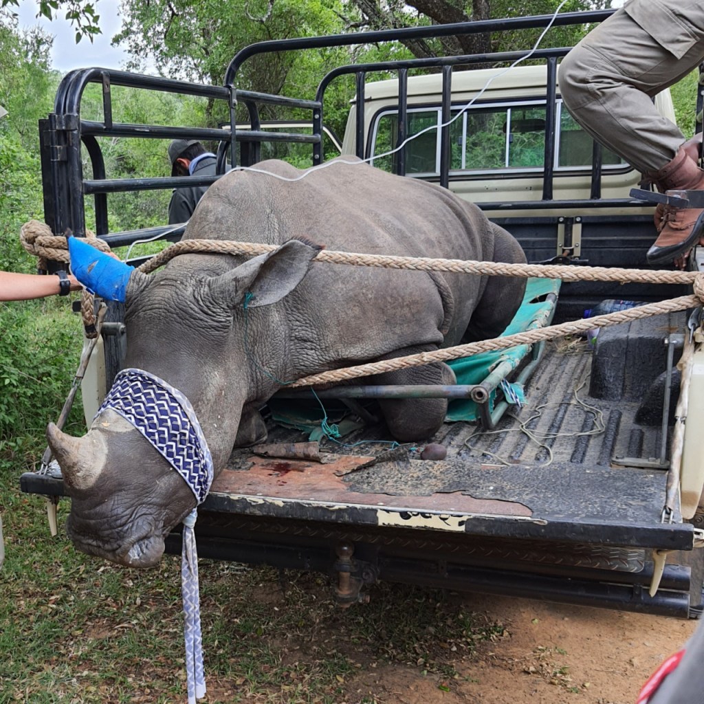 Afrika-Abenteuer 2024: Tag 12 – Naturschutz&nbsp;pur!