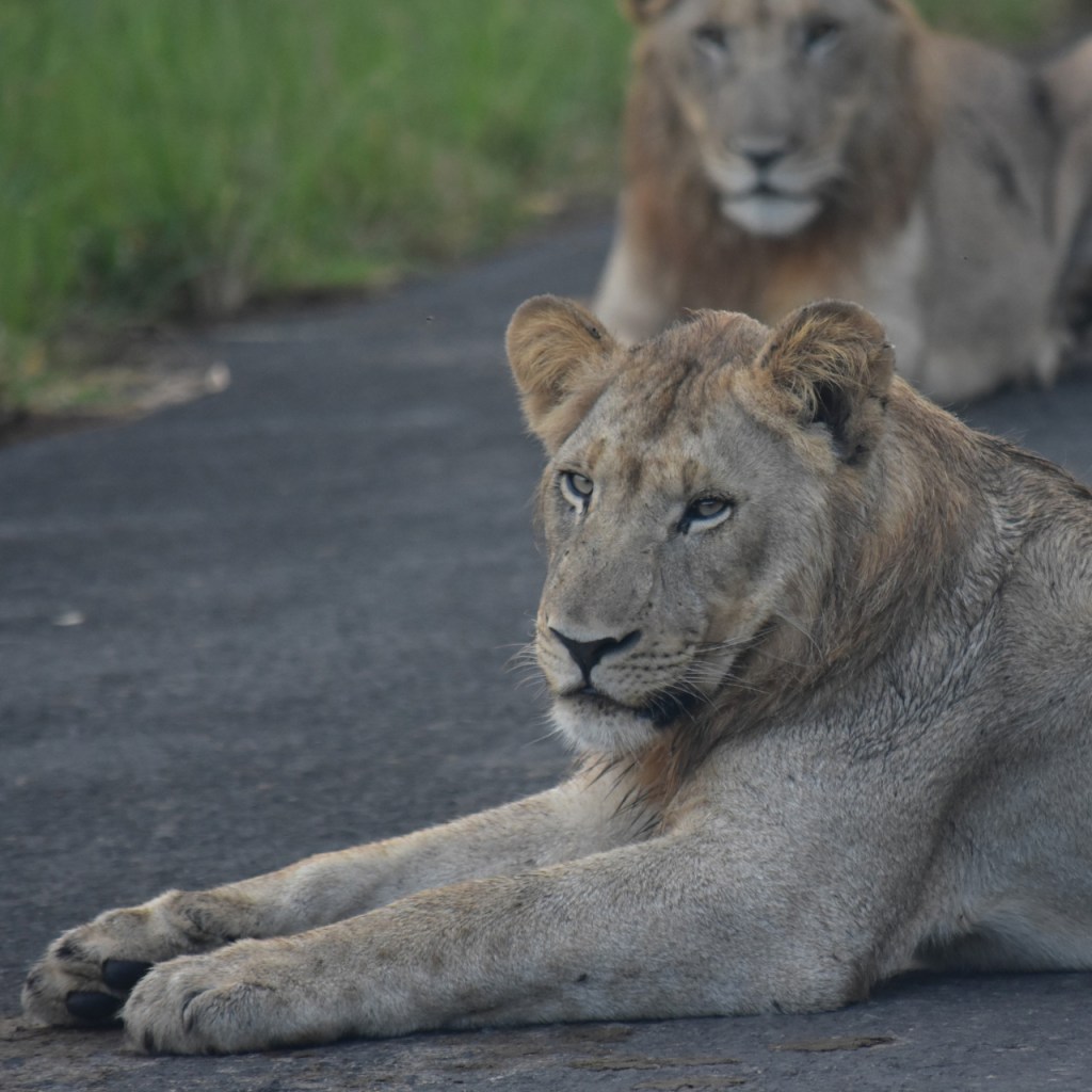 Die zwei jungen männlichen Löwen liegen auf der Straße und schauen zu uns (© Cornelia Hebrank, 2024)