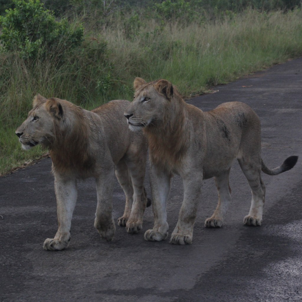 Die beiden jungen Löwen sind aufgestanden und stehen mit interessiertem Blick auf der Straße (© Sebastian Sperling, 2024)