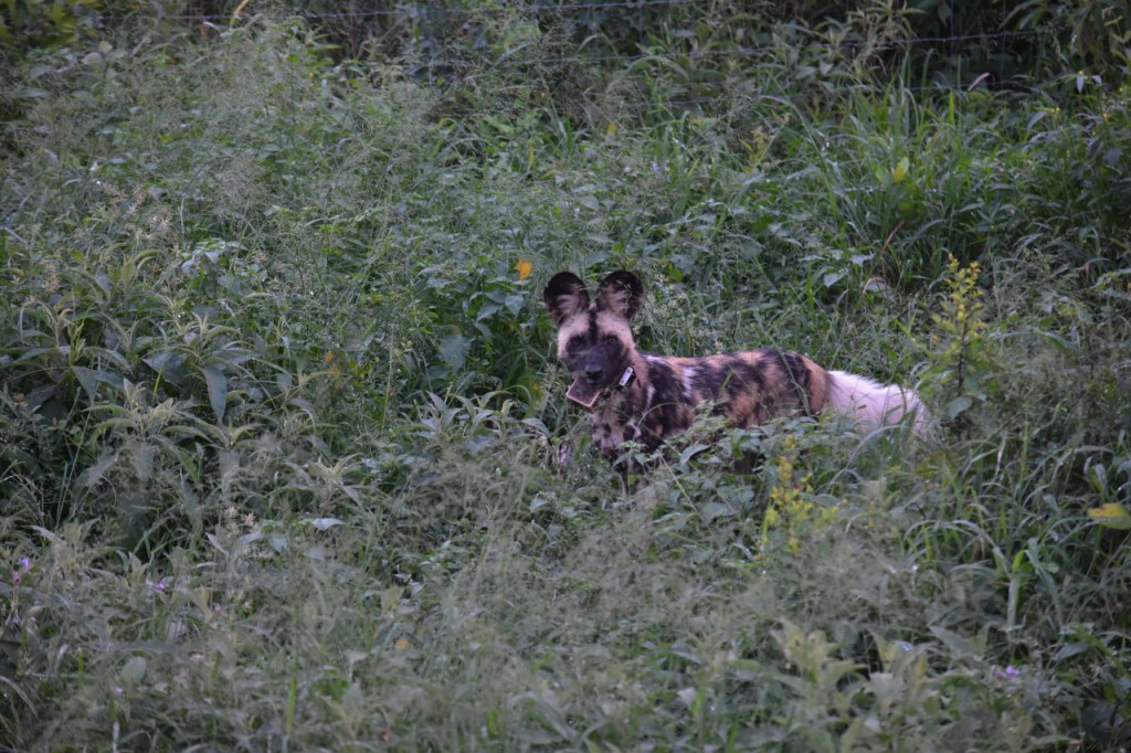 Blick auf die halb versteckte Hyänenhündin, die über die Gräser schielt (© Cornelia Hebrank, 2024)