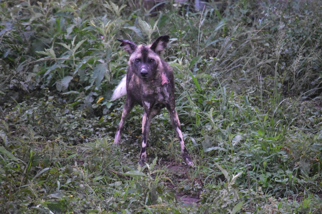 Aufnahme des Hyänenhunde-Männchens mit seinen Verletzungen, die noch klar erkennbar, aber schon am heilen sind (© Cornelia Hebrank, 2024)