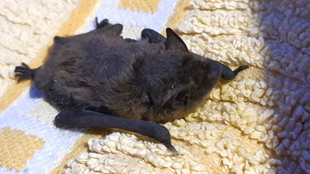 Natur in Nürnberg: Fledermäuse und das&nbsp;Hilfstelefon