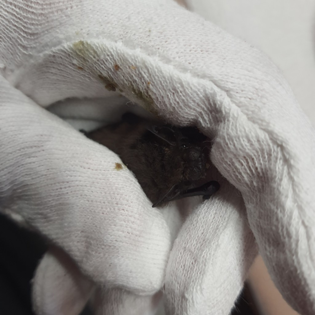 Eine kleine Fledermaus in meiner Hand, bereit zum Füttern (© Cornelia Hebrank, 2024)