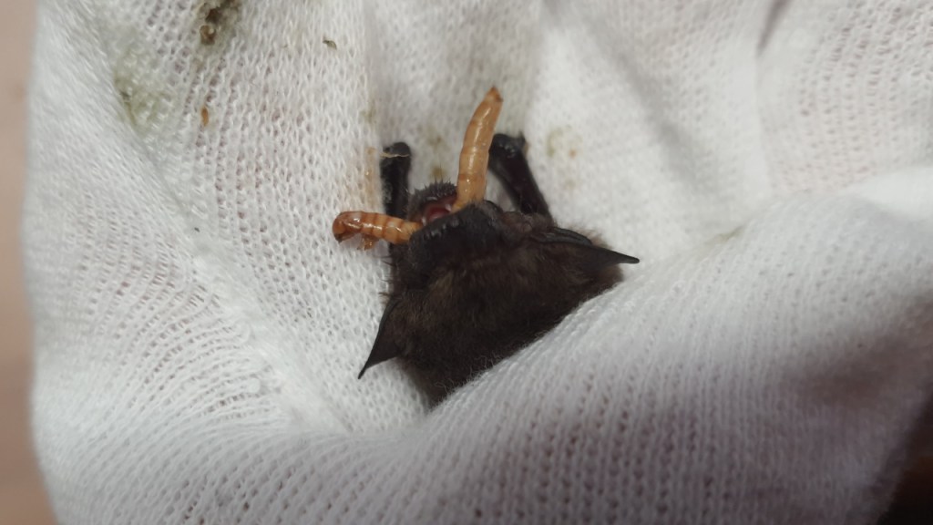 Eine Fledermaus wird in der Hand mit einem Mehlwurm gefüttert (© Cornelia Hebrank, 2024)